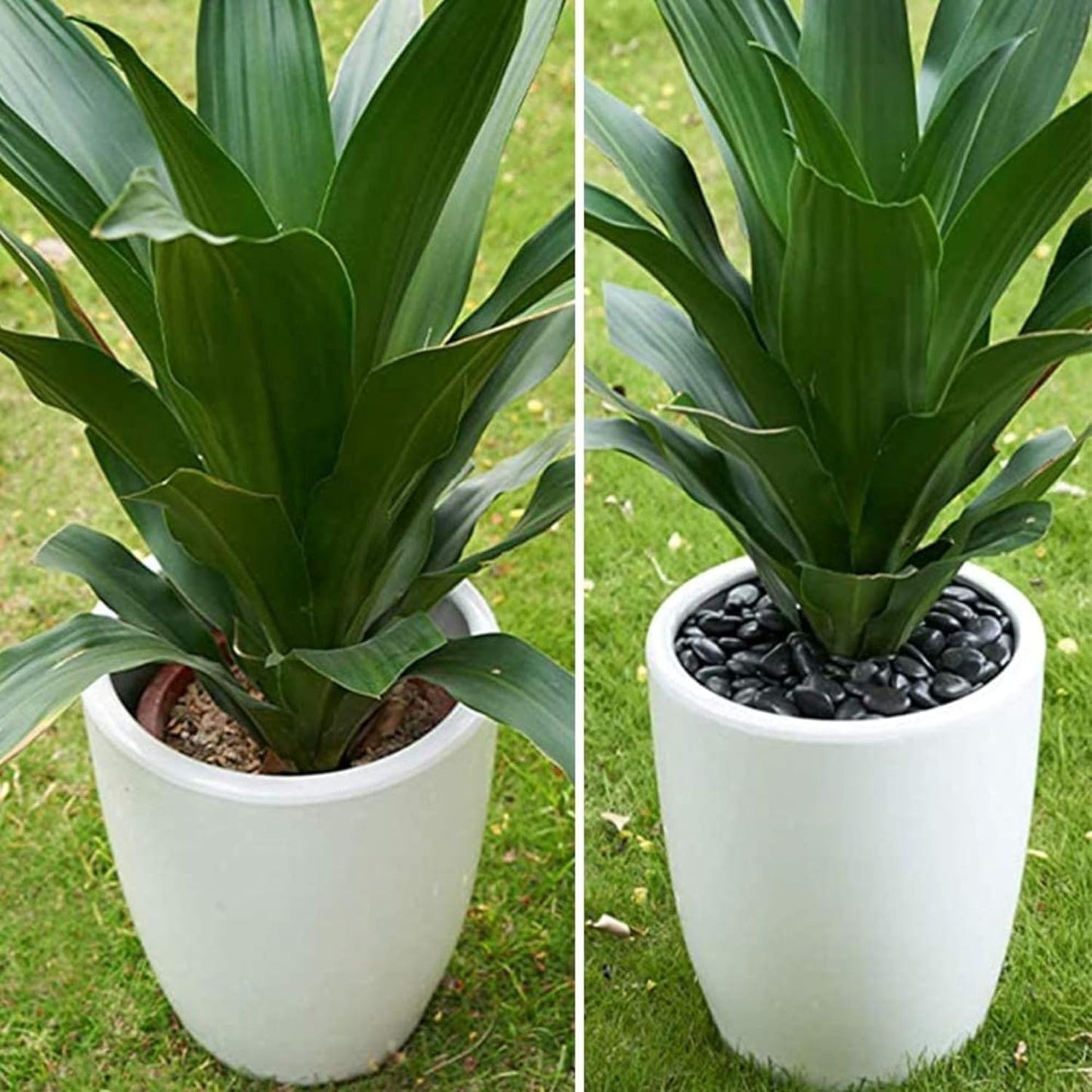Pietre decorative nere per vasi, per acquario o da giardino